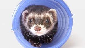 MIDWEST FERRET CONVERSION KIT FOR 132
